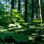 Листья в лесу. Lumia 1520